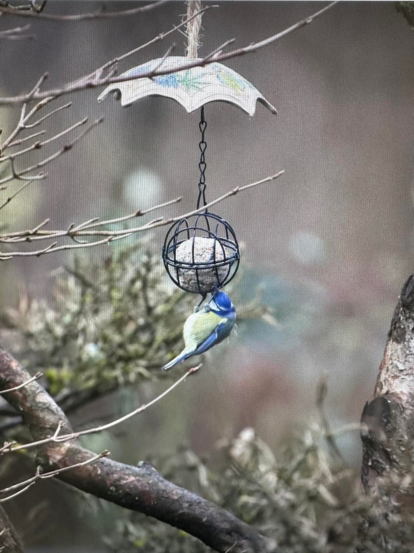 Meisenknödelschirme aus frostfester Keramik